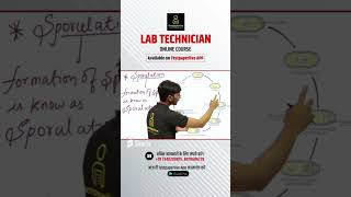 Sporulation  Bacterial Spore Germination amp Formation lab technician class Sporulation formation [upl. by Eitsud]