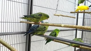 Lineolated Parakeets  Linnies [upl. by Haem]