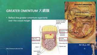 20171019 Lesson10Human Dissection  Peritoneum amp Peritoneal Cavity [upl. by Margot]