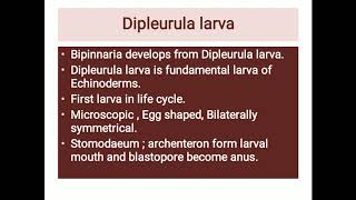 Development of bipinnaria larva [upl. by Brenza]