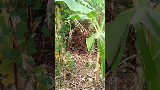 SUNGAI SARANG BIAWAK shorts viral farming [upl. by Asiil]