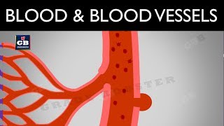 Blood  blood vessels and lymph  life processes  ncert class 10  science biology cbse syllabus [upl. by Introk]