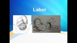 Normal Labor and its mechanism [upl. by Amhsirak]