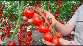 Episode 11  Increase the yield of your tomato plants with mycorrhiza fungi [upl. by Og76]