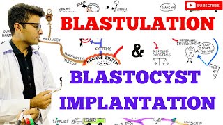 Blastulation  Blastocyst Implantation [upl. by Monson938]