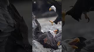 Eagle vs Eagle laagni86 [upl. by Adnawad641]