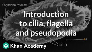 Introduction to cilia flagella and pseudopodia  Cells  High school biology  Khan Academy [upl. by Osnohpla]