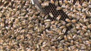 Bees and Beekeeping for Honey in Your Backyard [upl. by Wilma]