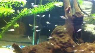 Geophagus Brasiliensis Fry Feeding [upl. by Trebmer]