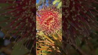 EUCALYPTUS PYRIFORMUS AND ANTS TUCKER TIMEWest Australian Dowerin Rose [upl. by Arratal431]