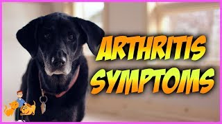 How Can You Tell if Your Dog has Arthritis top 10 symptoms [upl. by Yenalem580]