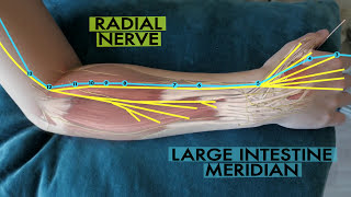 The scientific basis of acupuncture meridians [upl. by Lemahs]