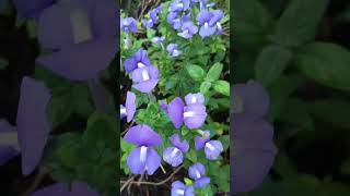 Nemesia Plants gardeningplants plants flowers shortvideo trending [upl. by Ahseal]