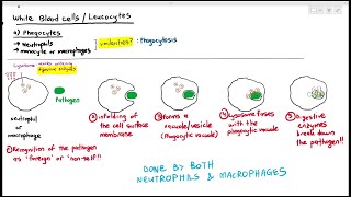 113 Phagocytes Neutrophils amp Macrophages Cambridge AS A Level Biology 9700 [upl. by Tammie809]