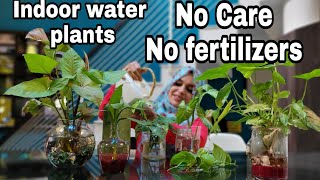 how to grow indoor plants in water  indoor water plants  gardening malayalam  naizas world [upl. by Eleazar]