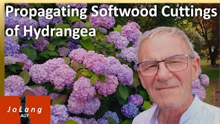 JoLang Reaktion about his Propagating Softwood Cuttings of Hydrangea [upl. by Ewer276]