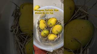 How To Ripen Mangoes Naturally At Home [upl. by Ogden]