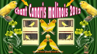 chant canari malinois 006 M522 2012 [upl. by Kciregor]