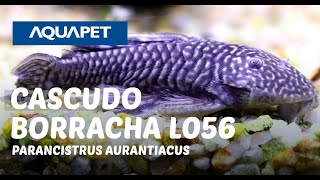 CASCUDO BORRACHA L056 PARANCISTRUS AURANTIACUS [upl. by Waneta201]