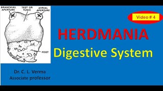 Herdmania Digestive System [upl. by Neyuq]