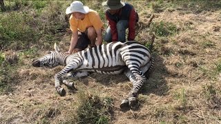 Episode 7  Zebra Rescue [upl. by Mou]