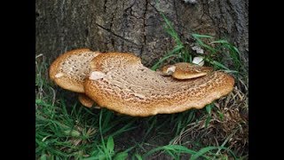 Dryads Saddles Polyporus squamosus Pheasant backs edible wild mushrooms [upl. by Letsyrc]