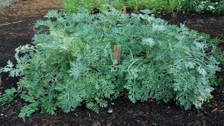 ⟹ WORMWOOD  Artemisia absinthium  An early look in spring 2017 [upl. by Ahcas986]