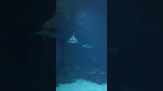 Unique Sawshark at Shark Reef Aquarium short shark aquarium [upl. by Orville]