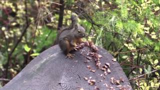 Explore Gifford Pinchot National Forest [upl. by Wilbur]