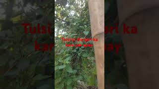 Tulsi ki Manjari ka Karen ya upay🪔🪔🙏🙏🙏🪔🪔🪔🪔 youtubeshort [upl. by Oirotciv442]