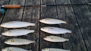 Estuary Fishing 🎣 Caught Yellow Eye Mullet amp Bay Trout [upl. by Enyawad]