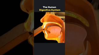 Human digestive System How it works 3danimation [upl. by Archibaldo86]