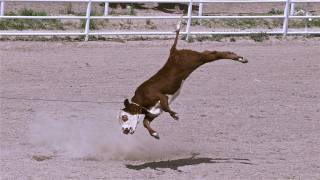 Rodeo Roping  Cruelty Exposed [upl. by Orelia]