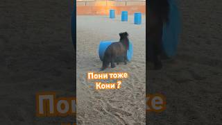 Пони horse лошади equestrian thehorseandhisboy horses19 [upl. by Carry]