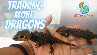 Introducing an All New Pair of Crocodile Skinks [upl. by Evadne18]