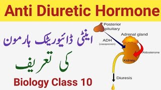 What is Antidiuretic Hormone  Definition of Antidiuretic Hormone  Class 10 [upl. by Atsahs]