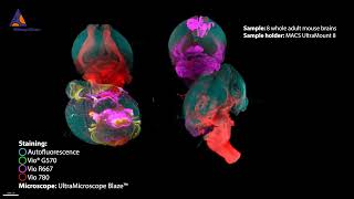 Eight adult mouse brains imaged with UltraMicroscope Blaze™ and MACS® UltraMount 8 Sample Holder [upl. by Ethbin]