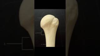 Muscle Attachments1Humerus Bone shortvideo humerus osteology muscle attachments doctors [upl. by Eiruam107]