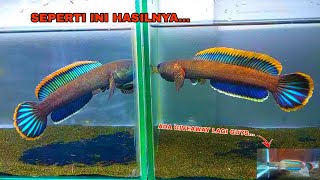 Cara Menebalkan Rim Ikan Channa Limbata  Progress Warna Channa Limbata [upl. by Tlihcox154]