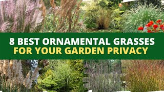 8 Best Ornamental Grasses for Your Garden Privacy [upl. by Maria]