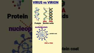 Difference between Virus and Virion  विषाणु और विरिओन  nucleoprotein [upl. by Donelson]