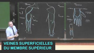 Anatomie des veines superficielles du membre supérieur Membre supérieur 18 [upl. by Carmelia]