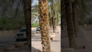 wadi al hanifa Riyadh [upl. by Hun]