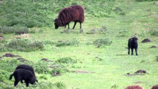 Hebridean amp Manx Loaghtan Sheep amp Lambs [upl. by Nylad]