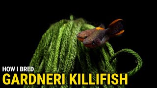 How I Bred Gardneri Killifish at Home [upl. by Aeht]