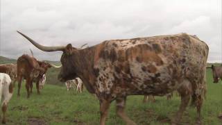 Longhorn Cattle in Ohio  Americas Heartland [upl. by Israeli117]