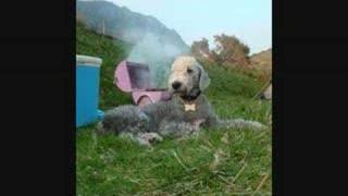 BEDLINGTON TERRIER MOVIE [upl. by Woodley]