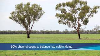 South Comongin amp Nyngarie Quilpie QLD  Commercial Property For Sale [upl. by Yesor475]