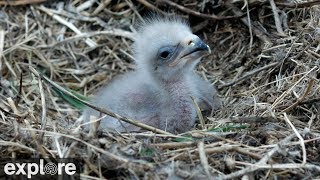 Two Harbors Bald Eagle Cam powered by EXPLOREorg [upl. by Nywloc]