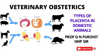 Placenta types and functions in domestic animals I Veterinary Obstetrics I VGO I GNP Sir I Cotyledon [upl. by Annaiuq963]